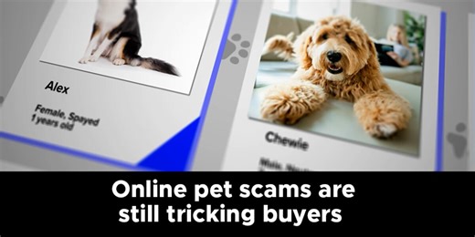 Online pet scams are still tricking buyers