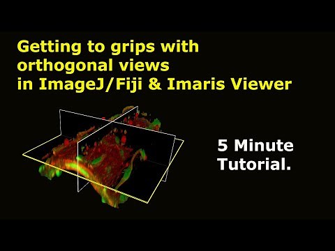 Using Orthogonal Views in ImageJ/Fiji & Imaris