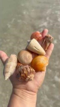 PART 2 OF SHELLING AT SHELL KEY! #shelling #gilzshellz #nature #shells #florida