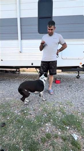 She Understood the Assignment… Treat = Tricks 🐶 #dogtricks #doglife #dogshorts #rvlife #funnydogs