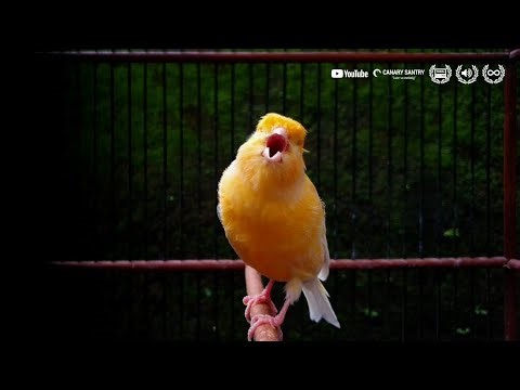 Long Duration Roll Canary Sound for Professional Training CANARY SINGING SOUND byCANARY SANTRY✅