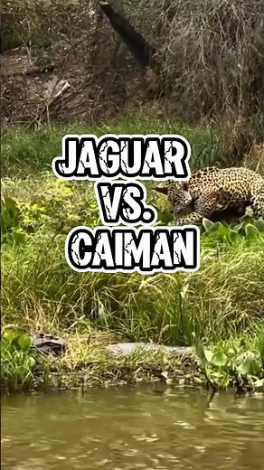Jaguar vs. Caiman: Battle of Apex Predators