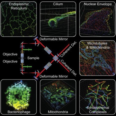 This beautiful video gives us a 3D look inside cells