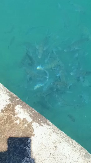 🐟🐟🐟 | Fishing In Greece