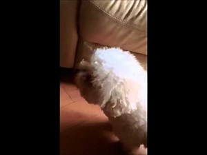 Reverse sneezing in dogs - a demonstration by Daisy the Bichon Frise