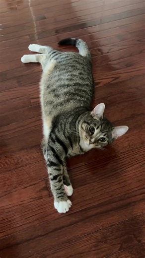 Adorable Tabby Cat Gets All She Desires