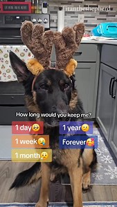 How Long? #gsd #fun #titantheshepherd2020 | Titan.the.shepherd