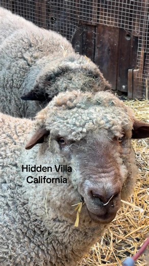 Hidden Villa is such a magical spot 🌿🐓 Located at 26870 Moody Rd, Los Altos Hills, CA — you can explore trails, meet farm animals, and enjoy a peaceful day in nature. A true hidden gem! #hiddenvilla #losaltos #california #farmanimal #bayareakids