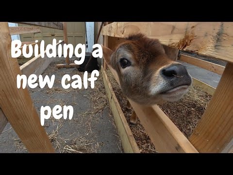 Building a new calf pen