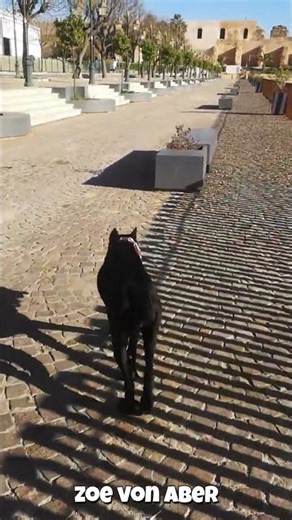 Visite d'un Site UNESCO à Meknès Maroc avec une Cane Corso Majestueuse #maroc # #canecorso #travel