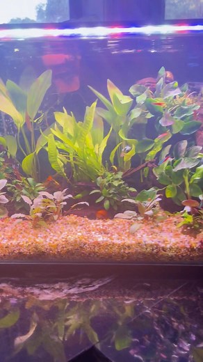 Building your own little aquatic jungle starts with healthy, vibrant...