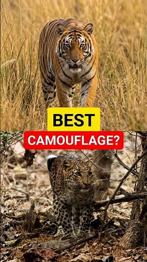 Tiger vs Leopard: Who has the BEST Camouflage? 🐯🐆