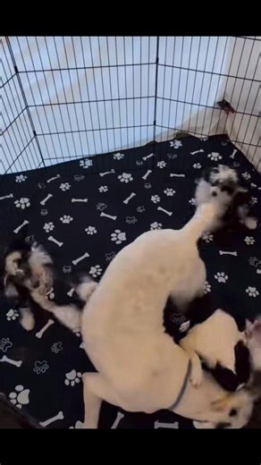 🐶 URGENT ADOPTION ALERT! 🐶 We have adorable Boston puppies looking for their forever homes! These sweet puppies are playful, affectionate, and full of charm, making them the perfect companions for families or individuals. With their curious nature and wagging tails, they’ll thrive in a loving home that can provide playtime, cuddles, and gentle training. Our Boston are starting to learn basic obedience and are eager to grow with their new families. They need patient, loving owners who can conti