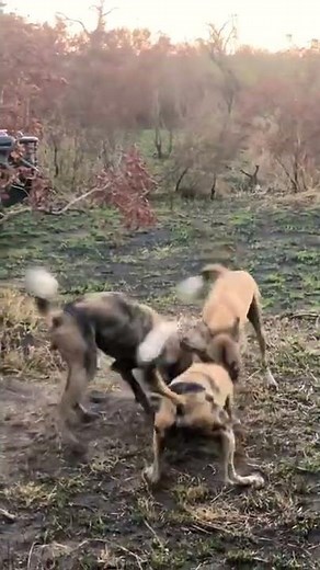 Rabbit Eaten alive by Wild Dogs | Ranthambore national park #shorts #youtubeshorts