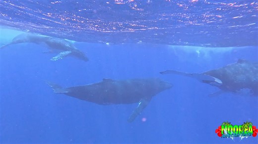 Souvenir en image de la matinée du 10 Octobre 2025 Boat tour souvenir of October 10th, 2025, Morning 🖥️ mooreaactivitiescenter.com 📩 mooreaactivitiescenter@gmail.com 📞 ( 689) 87.77.09.71 Droit à l’image suivant l’arrêté n°006594 #moorea #atvadventures #quadmoorea #atvtours #mooreaactivitiescenter #pineapplefields #naturelovers #discovermoorea #jetmoorea #jetskitours #jetskimoorea #jet #triptours #mooreaadventures #mooreaisland #snorkellingtrip #baleine #whalewatching #lagoontour #tahiti #tahi