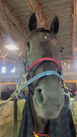 95K views · 2K reactions | Look how cute this guy is! 殺 #harnessracing #OHHA #ohio #facebookreels #reels #facebook #standardbred #racing #horses #Scioto | Ohio Harness Horsemen's Association | Facebook