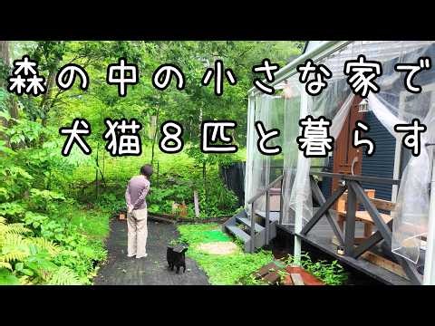 Quiet days living with two dogs and six cats.