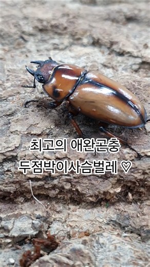 I hope you take this opportunity to have the wonderful experience of raising a two-spotted stag b...