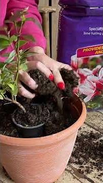 Blueberry potting advice for young plants.
