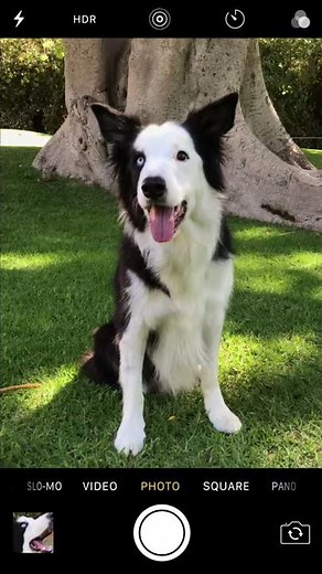 How to shoot a close-up on iPhone — Apple