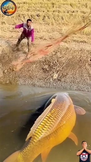 Epic Catch! Giant Golden Carp Strikes in Muddy River Near Dry Rice Fields