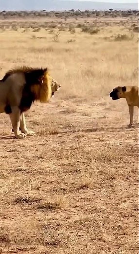 Lion vs. Dog: WHO WINS?! 😳