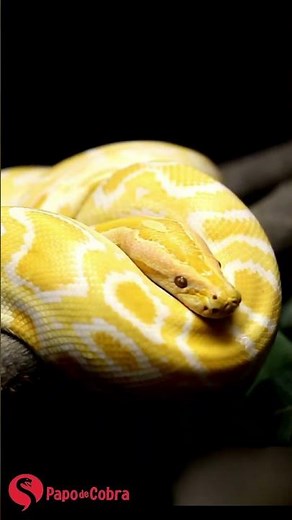 Como é a visão das cobras ? | Papo de Cobra #cobra #shorts