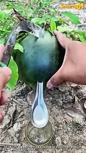 야생 식물 재료 손질 및 전통 방식의 추출 작업 가이드 #worker #process #herb #technique #guide