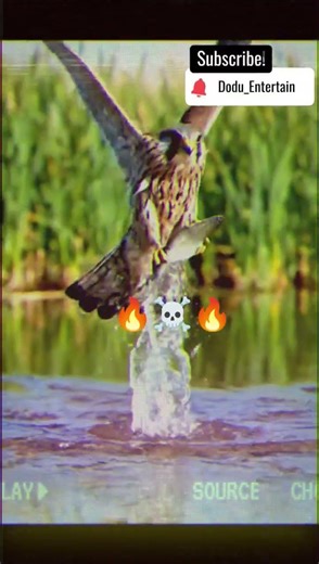 Falcon Attack ☠️☠️ / Falcon hunting 🔥☠️🔥 #shorts #shortvideo #shortsviral #falcon #fish #aura