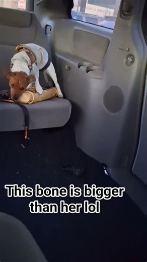 I went to the store today she picked this out 😆 #petsmart