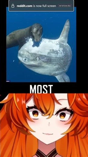 This is the Most Useless Fish..