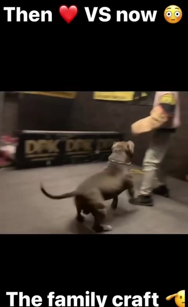 Then vs Now: DDK9’s Incredible Transformation Over Time