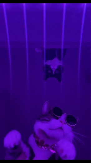 Cat Party Fun: Feline Fiesta with Frisky Dancing Cats