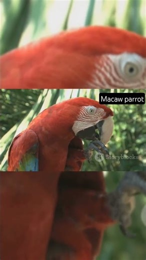 Macaw Parrot – The Most Colorful & Intelligent Bird