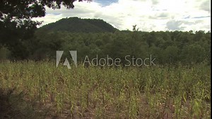 View of Corn Field with Mountains and Forest in the Background