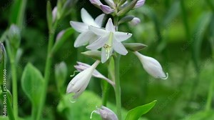 Green bush Hosta. Hosta leaves. Ornamental plant for landscaping park and Shade Garden design. Landscape design with flower beds. Plants at residential house. Green lawn, shrubbery in the backyard. Stock Video