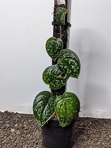 Scindapsus Snake Scale Dark Form Leaves Unique Real Picture Plant - Etsy