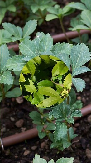 Pachysandra: The Best Cover for a Shade Garden
