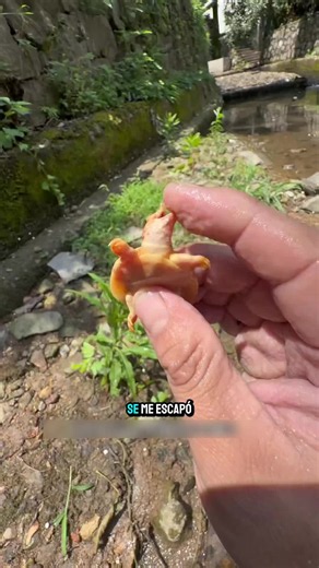 El pez de mi hija se fue por el sanitario y todo lo que sale de esa tubería termina en el arroyo de atrás de la casa. Me metí a buscarlo con un balde y una malla. No lo saqué… pero encontré algo que nunca había visto en un arroyo: una tortuga albina de ojos rojos. Ella ya ni pregunta por el pez 😅 #pescaenrio #tortuga #albina #naturaleza #outdoors