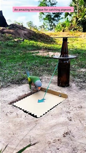An amazing technique for catching pigeons #comedy #funny #birds