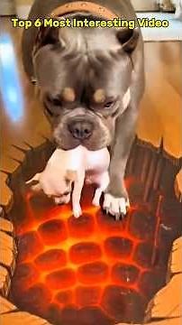 Evil Chihuahua big dog funny 😂 #funnyshorts #chihuahua #pets