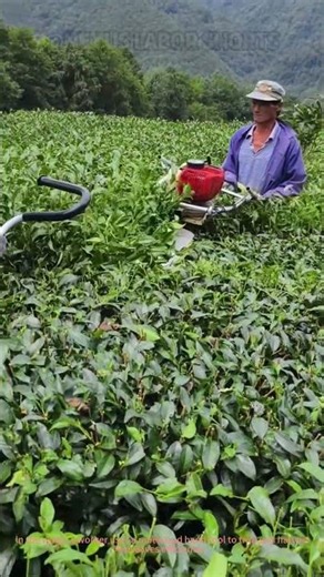 Mechanical Tea Plucking! Smart Machine Harvests Tea Leaves Efficiently