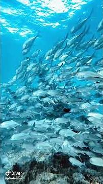 Into the Swirl: Diving the Fish Tornado at Tubbataha Reef | 2024