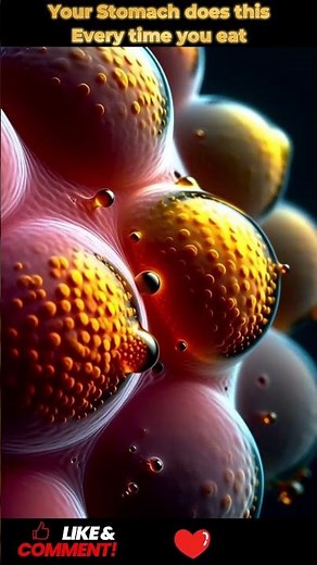 Inside the Human Stomach: Digestion at the Microscopic Level | 05