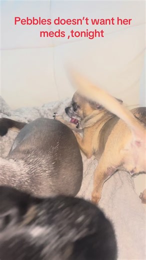 pebblesbleu on TikTok