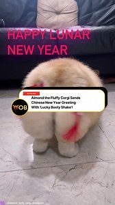 Corgi too cute admin can feel the ONG! 🧧🐶 📹: @almond_fluffy_corgi | WORLD OF BUZZ