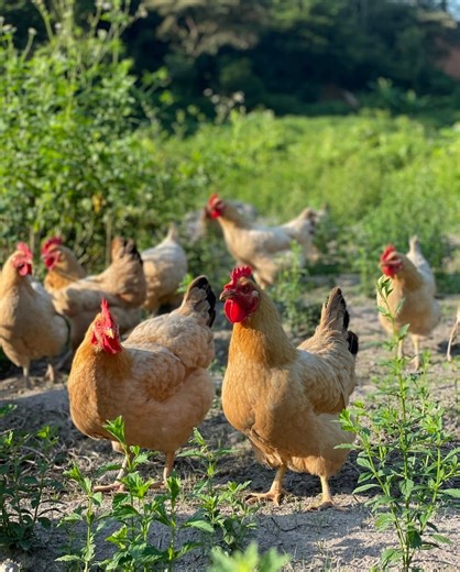 45K views · 1.2K reactions | When To Expand Your Poultry Farm And How to Know You Are Ready. #layerchickens #broilerchickens #agriculture #naturalfarming #healthychicken #poultry #poultryfarming #backyardchickens | Poultry Tips | Facebook