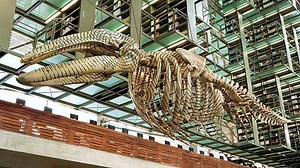 "Mobile Matrix" Gabriel Orozco