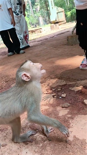 You’ve Never Seen Monkeys This Playful 😍 🐒 playing with human ASMR