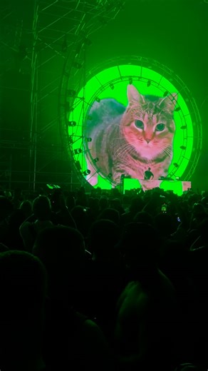 W&W on Instagram: "Imagine seeing your cat at a rave 😹🐱 #spinningcat #meme #cat #festival #rave #uia #oiiaoiia #electronicmusic #cats #funny #viral #dj #wandw #wandwmusic"